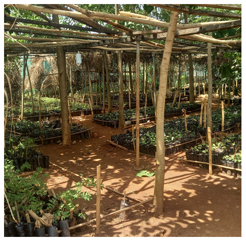 Plants forestiers disponibles à l’UJLoG pour vos projets agr…